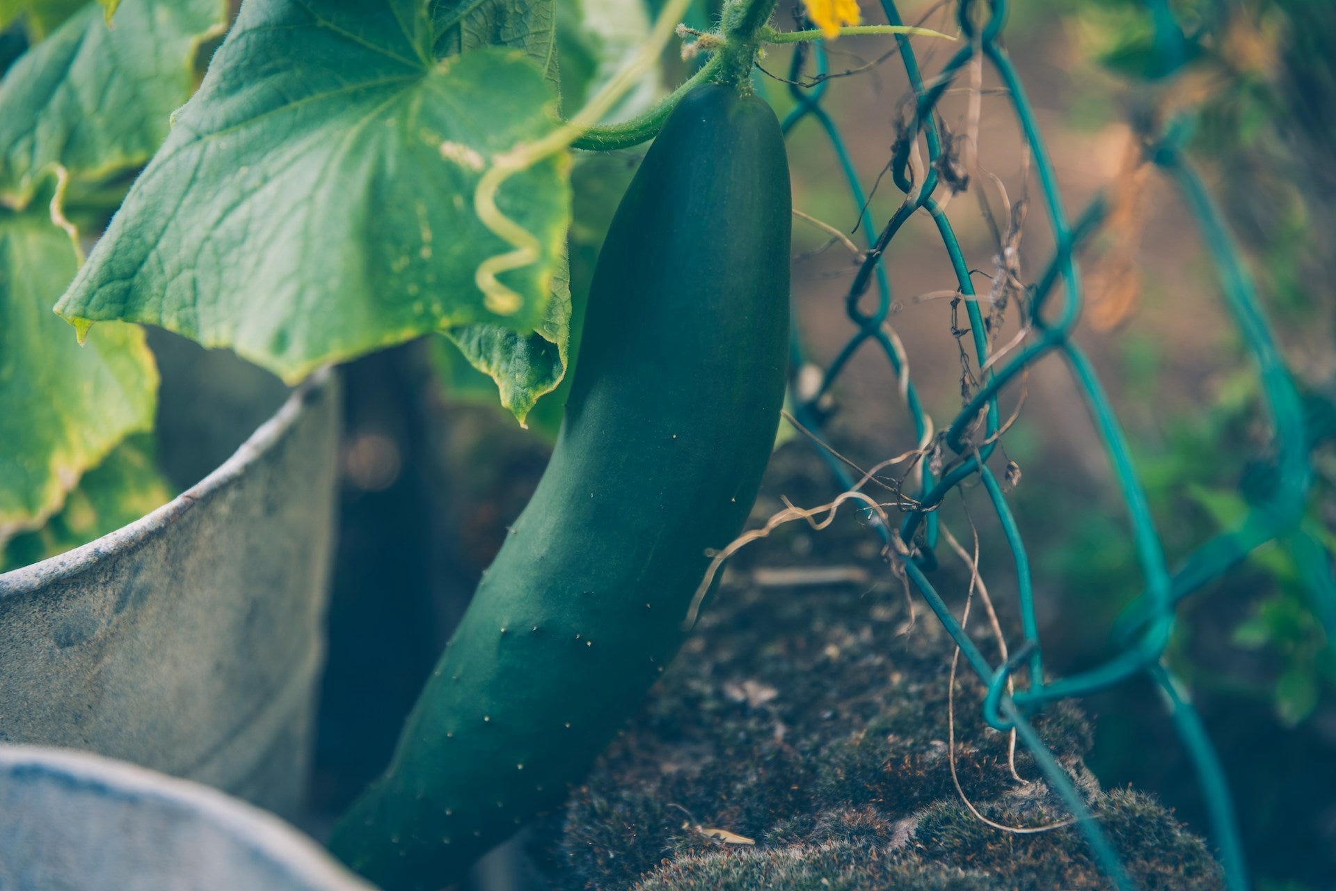 Ekologiczna ochrona roślin – naturalne sposoby na szkodniki w ogrodzie warzywnym