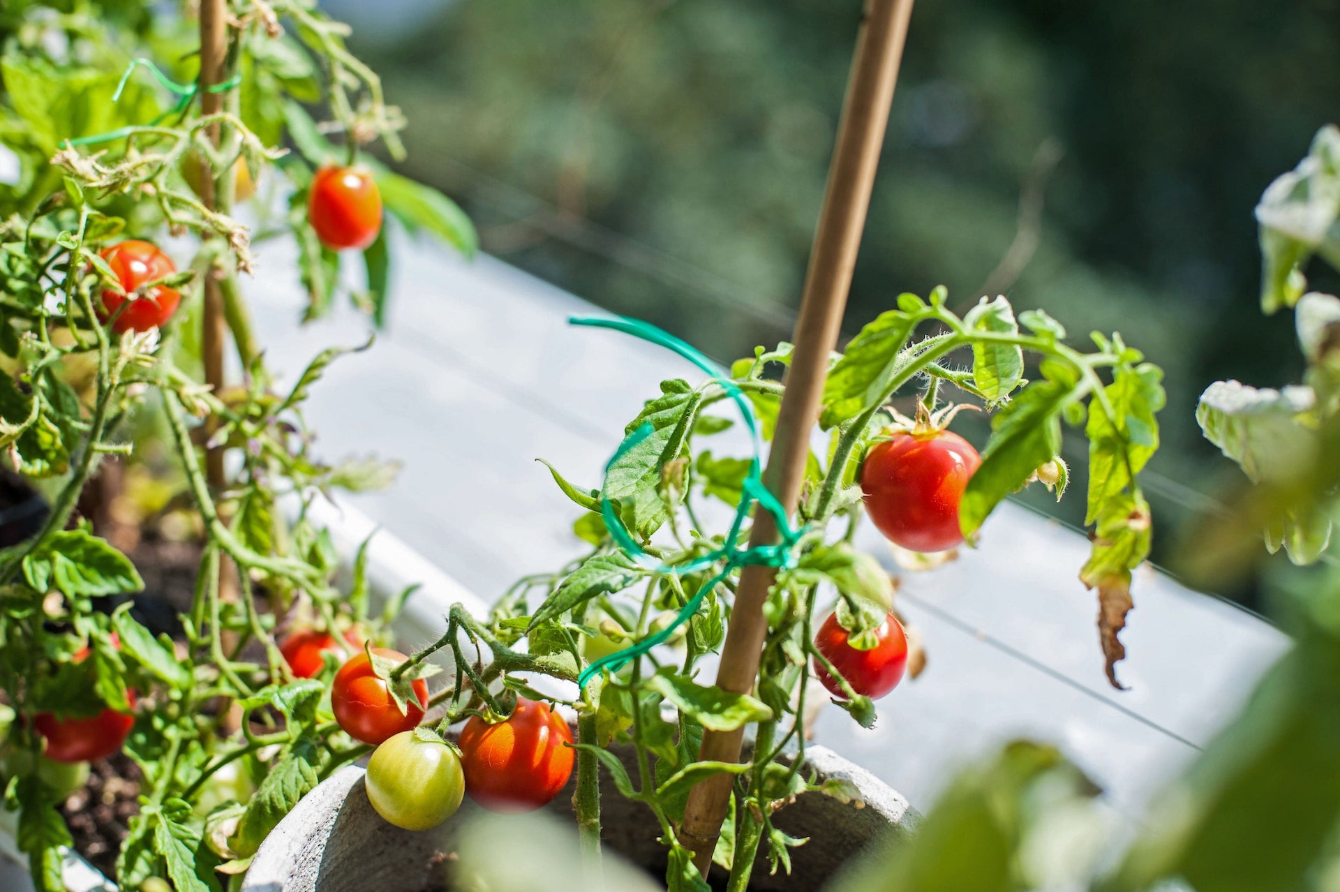 Tworzenie warzywnika w małej przestrzeni: Twój ogród warzywny na balkonie i patio