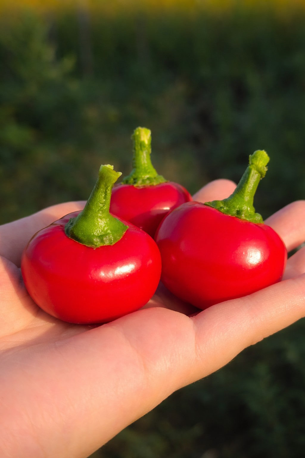 Zbieranie i przechowywanie nasion pomidora i papryki: fermentacja, suszenie i domowy test kiełkowania - Niezłe Ziółko