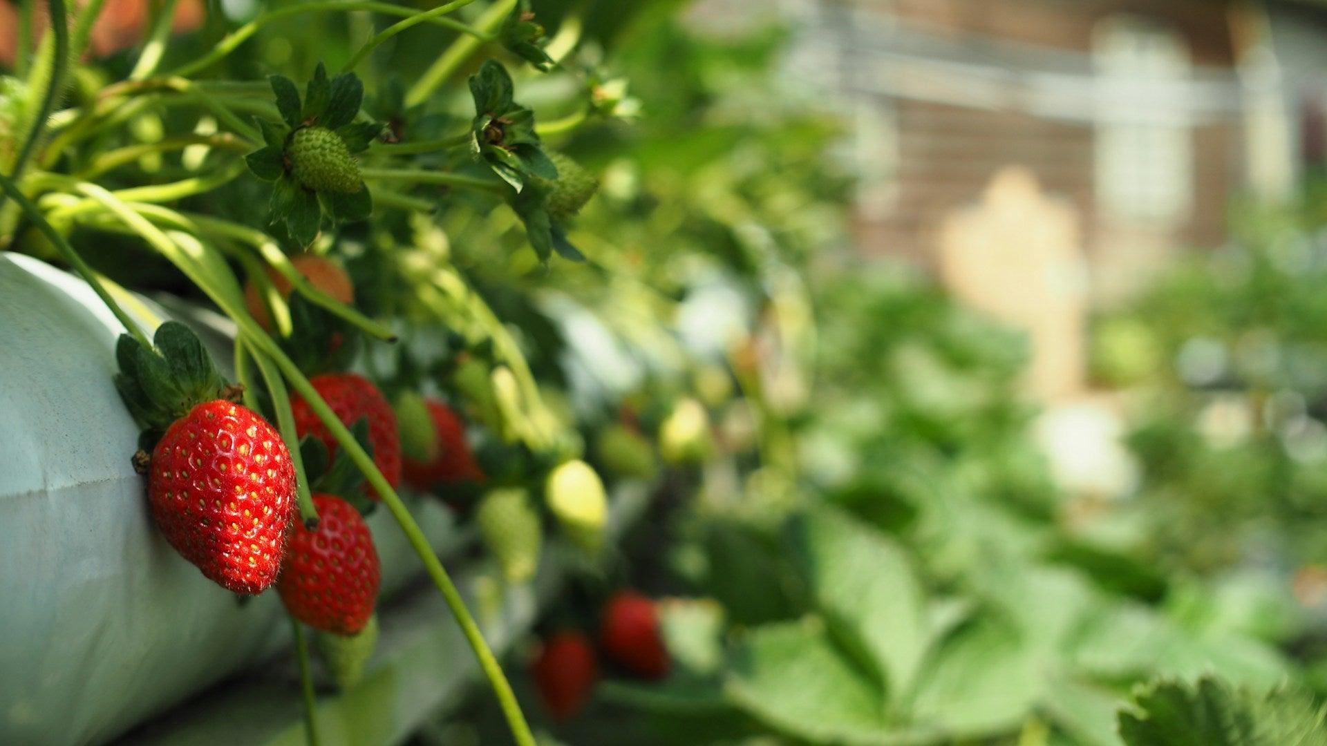 Pięć najbardziej plennych sadzonek owocowych, które zapewnią obfite zbiory - Niezłe Ziółko