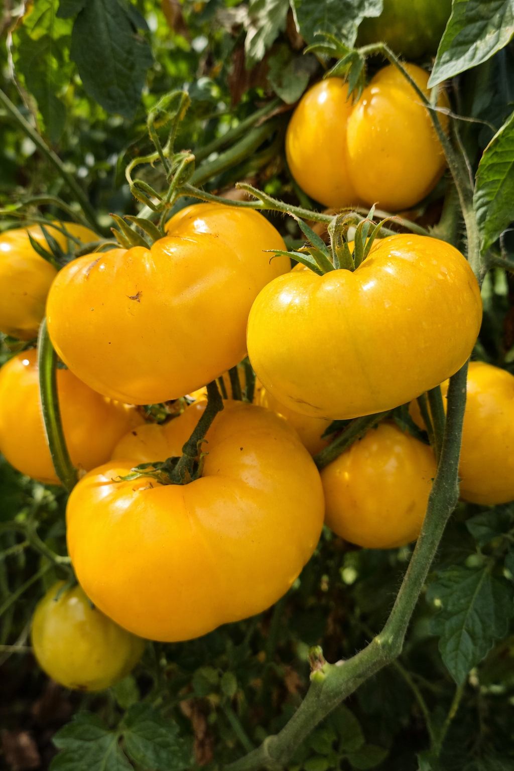 Zgnilizna wierzchołkowa pomidora: przyczyny i plan ratunkowy