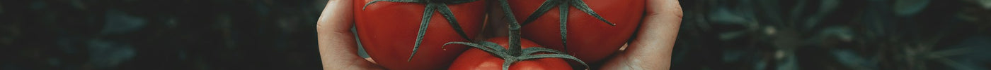 Rozsada Pomidorów w Domu: Jak Przygotować Krok po Kroku
