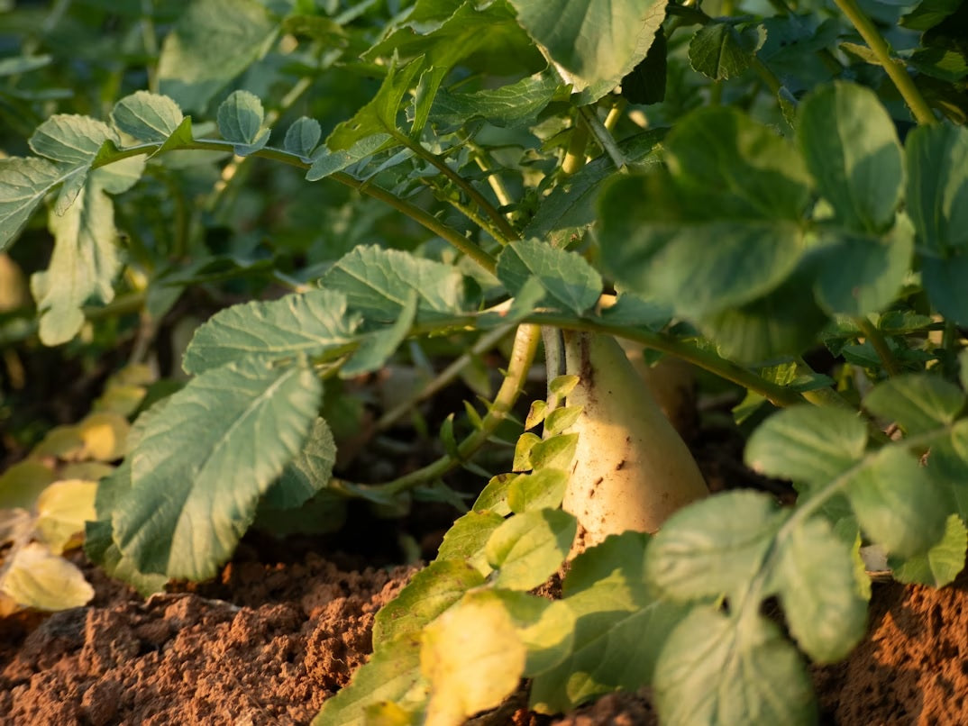 rzodkiew daikon