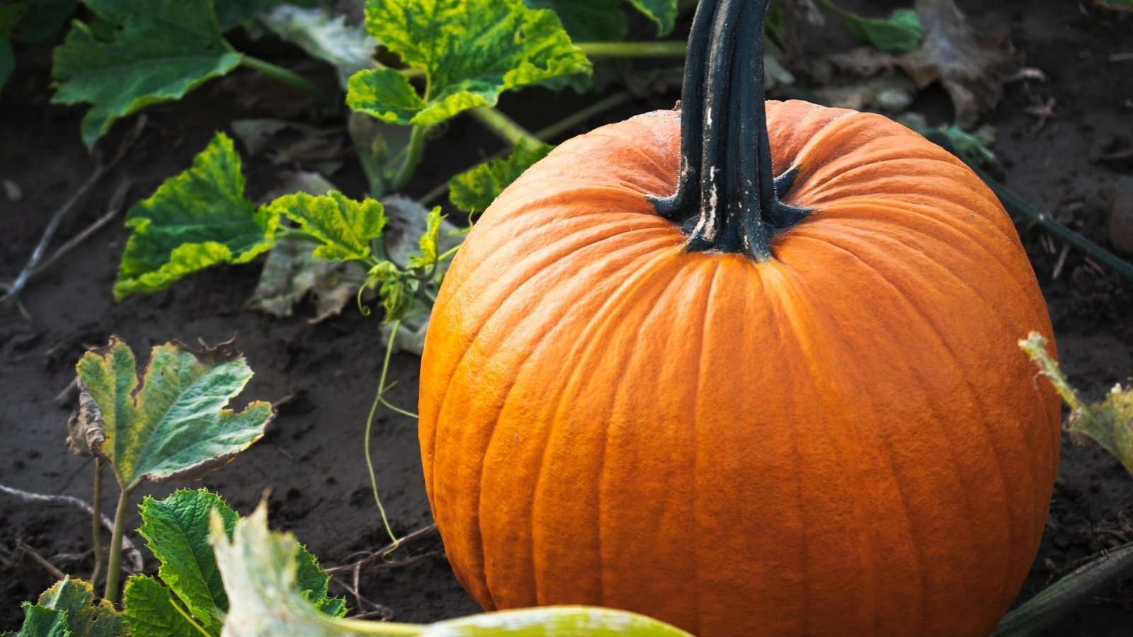 sadzonki dyni w ziemi i dorodna dynia