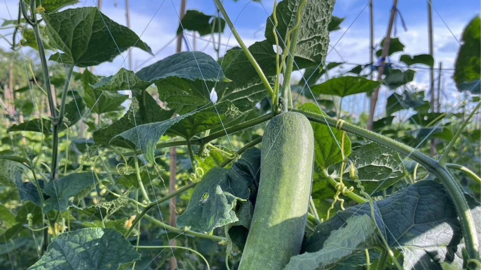 sadzonki ogórków w podłożu