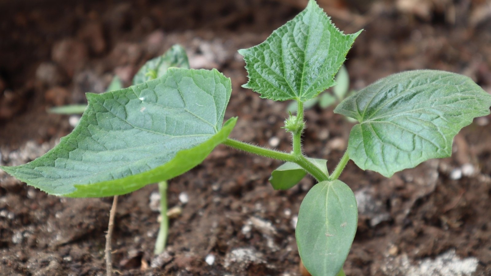 sadzonki ogórków w tunelu foliowym