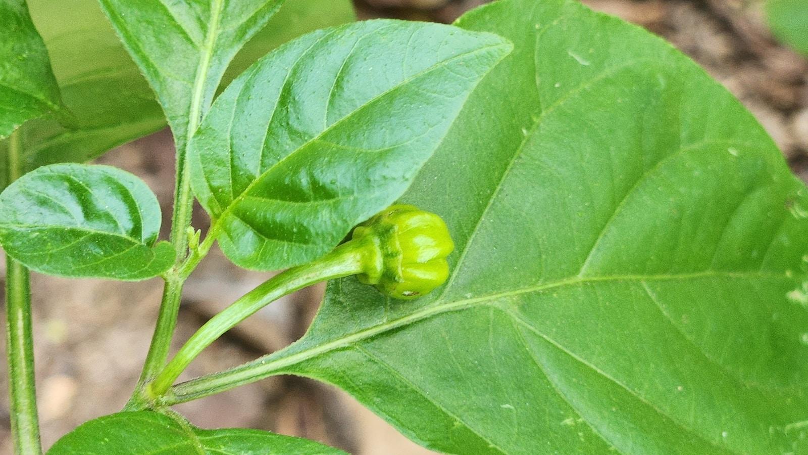 sadzonki papryki chronione przed chłodem