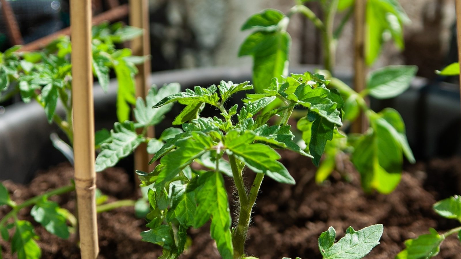 sadzonki pomidorów zasadzone w gruncie