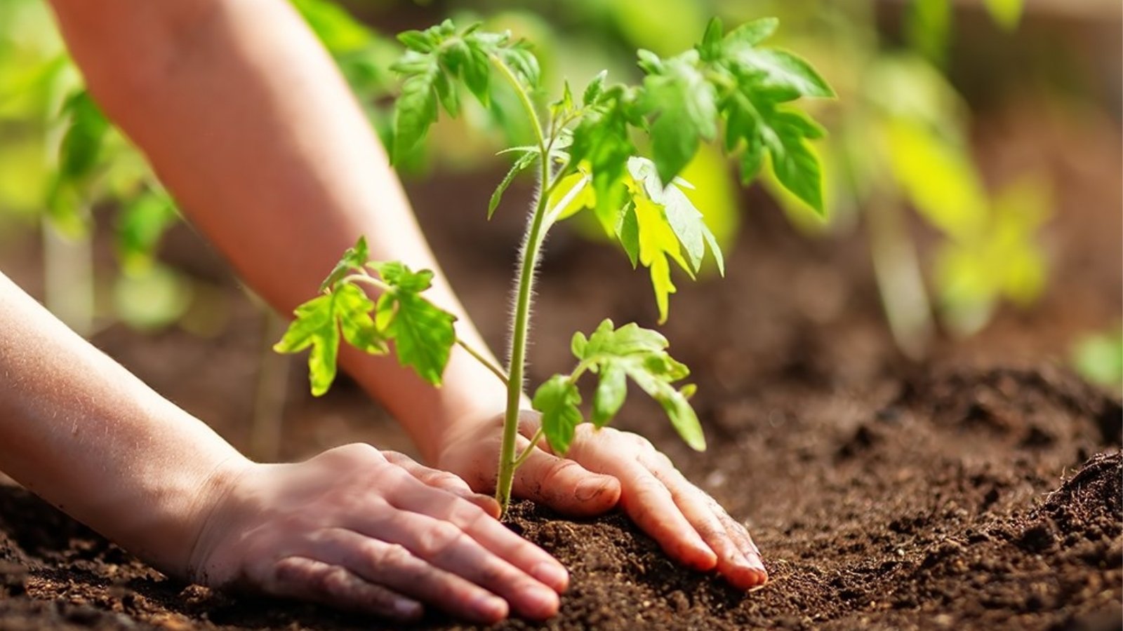 sadzonki warzyw dla początkujących