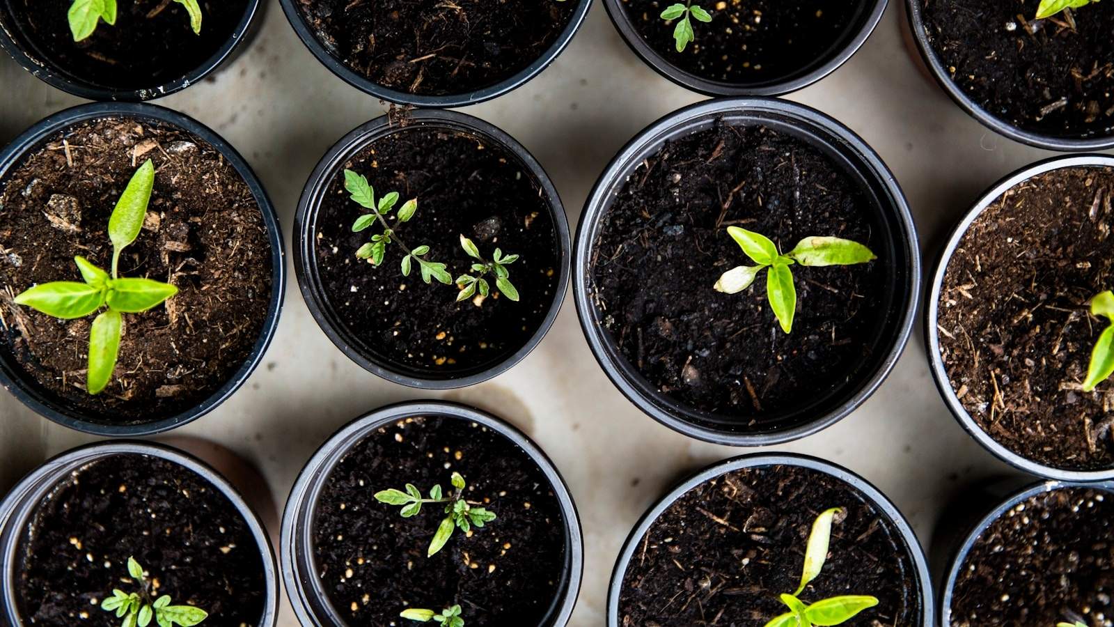 sadzonki warzyw w doniczkach na balkonie