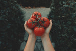 Jak mieć zdrowe sadzonki pomidorów?