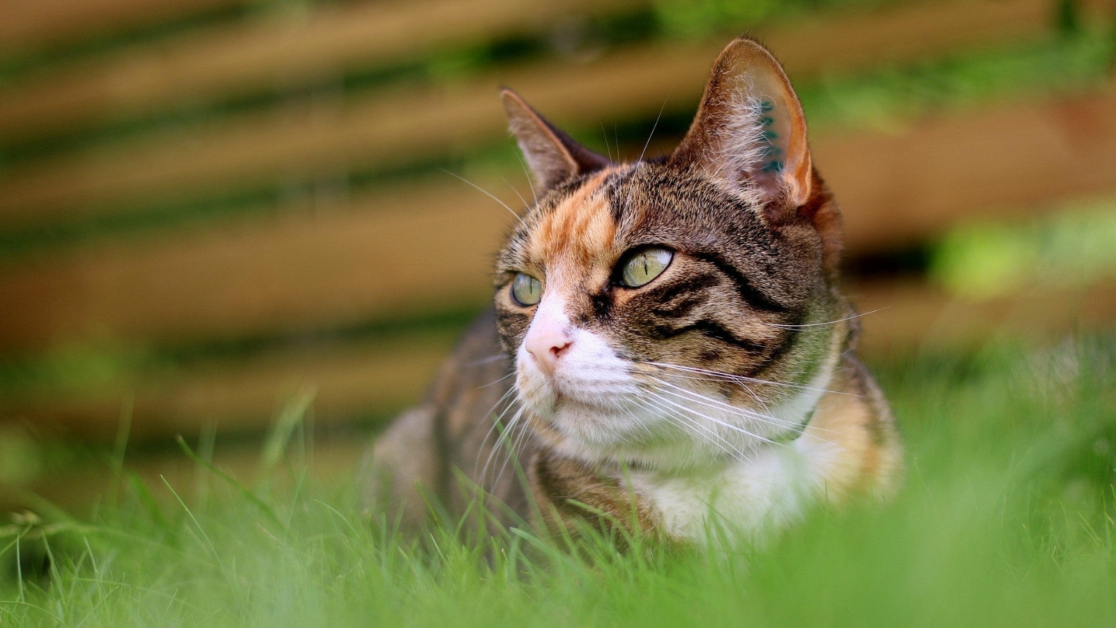 trawa dla kotów w domu