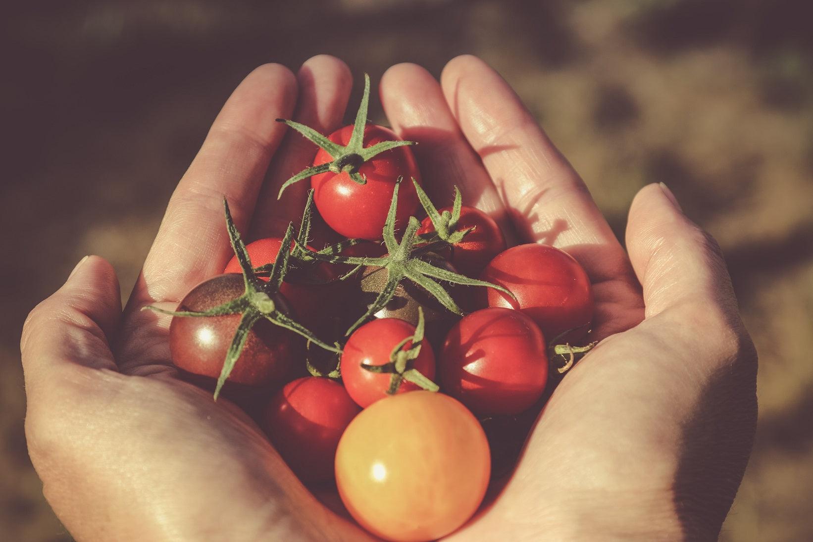 Uprawa, pielęgnacja i rodzaje pomidorków koktajlowych - Niezłe Ziółko