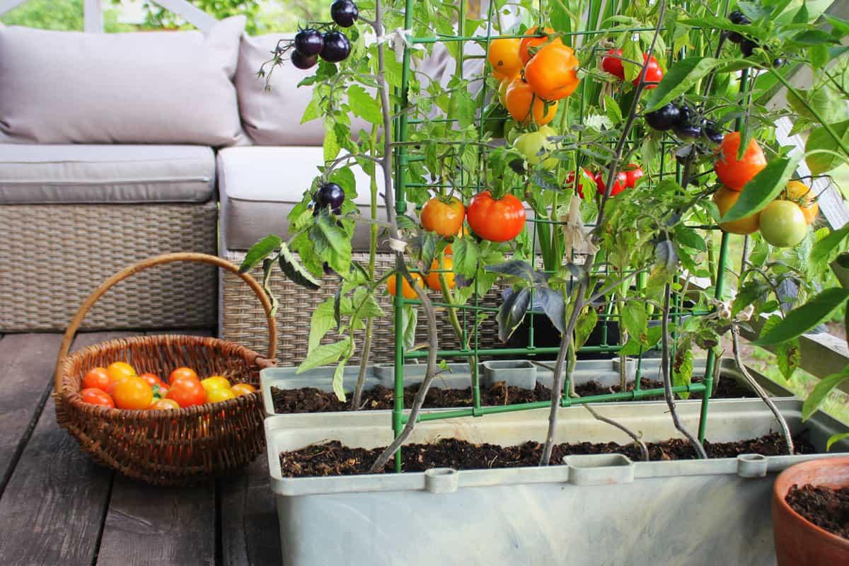 Uprawa pomidorów na balkonie - Niezłe Ziółko