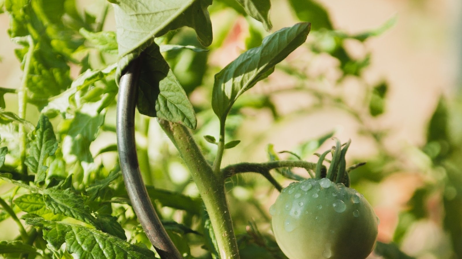 zdrowe sadzonki pomidorów