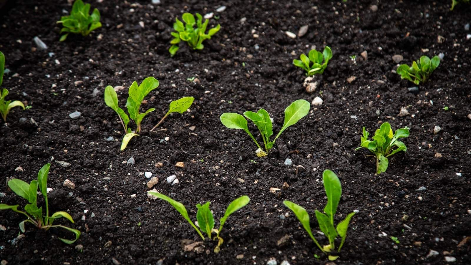 zdrowe sadzonki warzyw w ziemi ogrodowej
