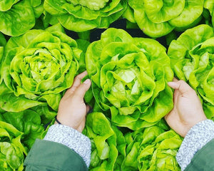 Collection image for: Nasiona Sałaty