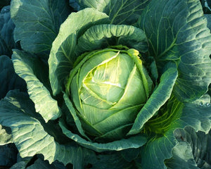 Collection image for: Nasiona Kapusty