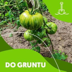 Pomidory do gruntu - Niezłe Ziółko