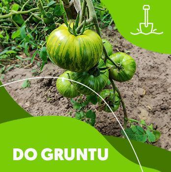 Pomidory do gruntu - Niezłe Ziółko