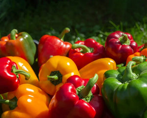 Collection image for: Nasiona Papryki