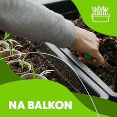 Collection image for: Pomidory na balkon