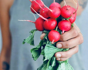 Collection image for: Nasiona Rzodkiewki