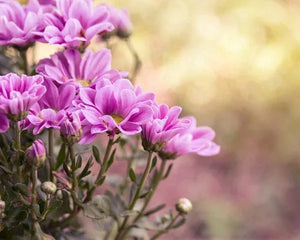 Collection image for: Nasiona Kwiatów