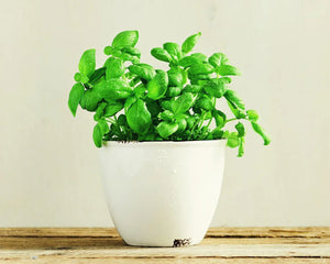 Zioła jednoroczne - Niezłe Ziółko