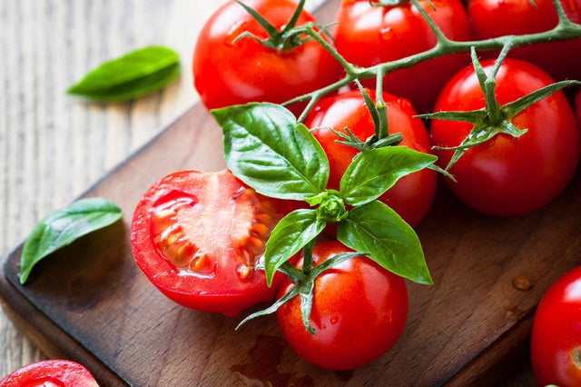 Rozsady pomidorów - Niezłe Ziółko