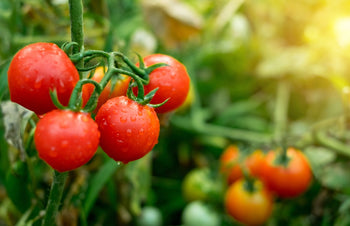Sadzonki pomidorów - Niezłe Ziółko