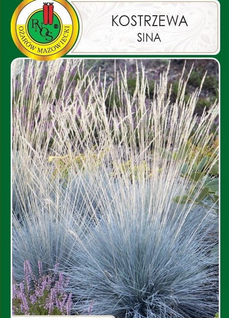 Nasiona - Trawa ozdobna Kostrzewa sina 0,3g