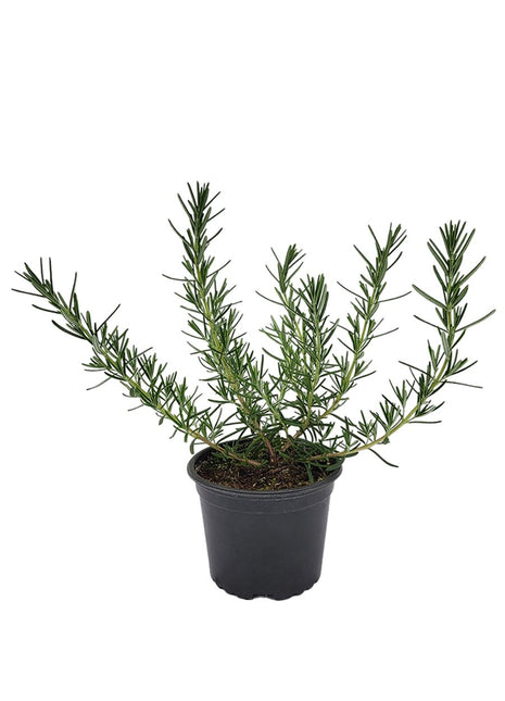 Rozmaryn - Sadzonka - Zioła w doniczce