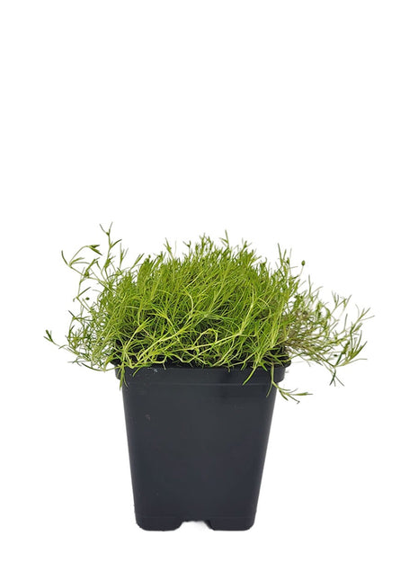 Karmnik Ościsty Jasnozielony - Sadzonka - Bylina w doniczce