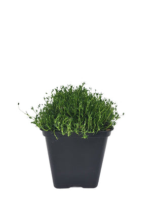 Karmnik Ościsty Zielony - Sadzonka - Bylina w doniczce