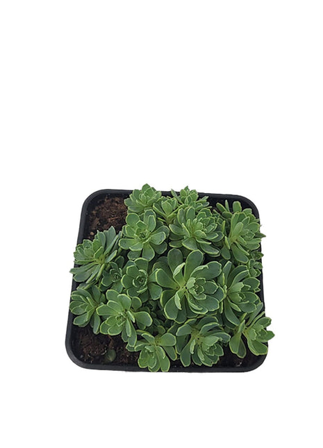 Rozchodnik Grubopędowy "Różyczki" - Sadzonka - Bylina w doniczce