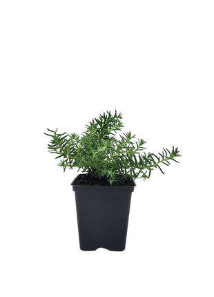 Rozchodnik Ościsty Zielony - Sadzonka - Bylina w doniczce