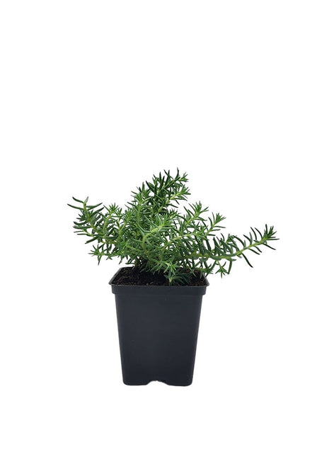 Rozchodnik Ościsty Zielony - Sadzonka - Bylina w doniczce