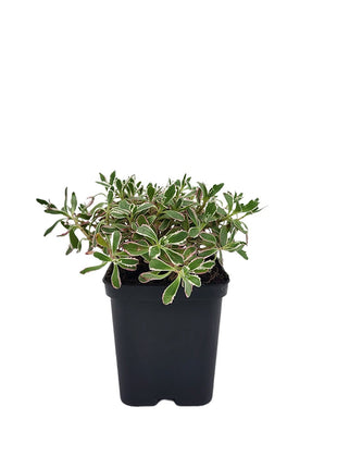 Rozchodnik Kaukaski 'Tricolor' - Sadzonka - Bylina w doniczce