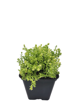 Rozchodnik Ostry "Aureum" Szybkorosnący - Sadzonka - Bylina w doniczce