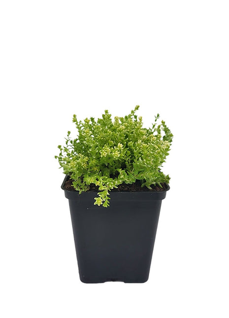 Rozchodnik Ostry "Aureum" Szybkorosnący - Sadzonka - Bylina w doniczce