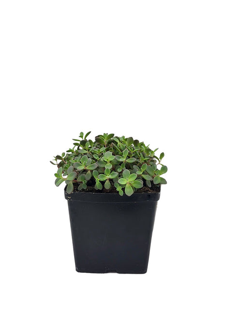 Rozchodnik Grubopędowy - Sadzonka - Bylina w doniczce