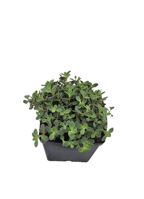 Rozchodnik Grubopędowy - Sadzonka - Bylina w doniczce