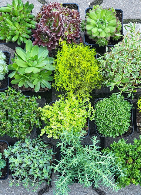 Sadzonka Rozchodnik Biały - Sadzonka - Bylina w doniczce