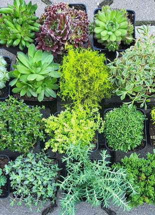 Rozchodnik Ostry "Aureum" Szybkorosnący - Sadzonka - Bylina w doniczce