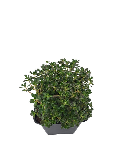 Rozchodnik Oregoński - Sadzonka - Bylina w doniczce