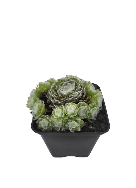 Rojnik Pajęczynowaty - Sadzonka - Bylina w doniczce