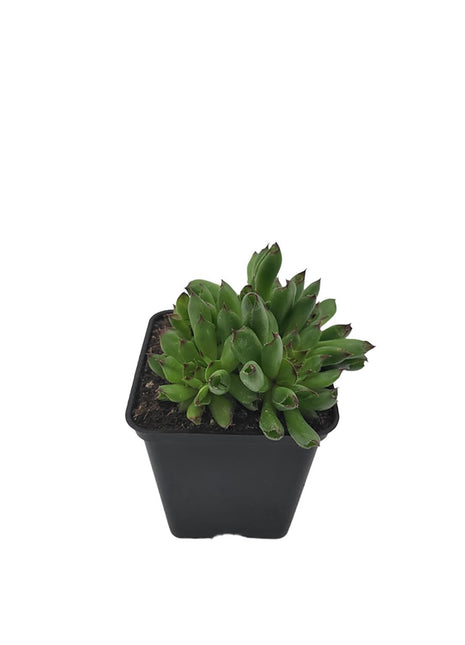 Rojnik 'Oddity' - Sadzonka - Bylina w doniczce