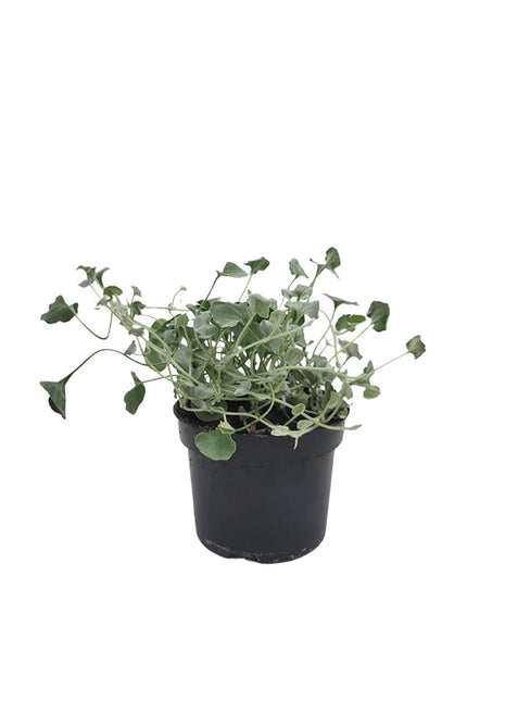 Dichondra Srebrzysta - Sadzonka - Kwiaty w doniczce