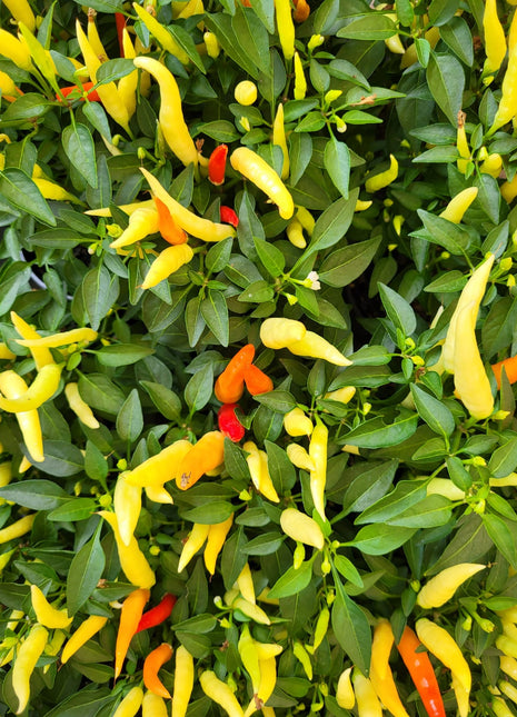 Papryka ostra chilli mini z owocami - Sadzonka